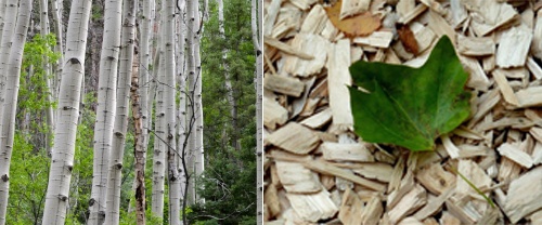 Wood chips from poplar trees
