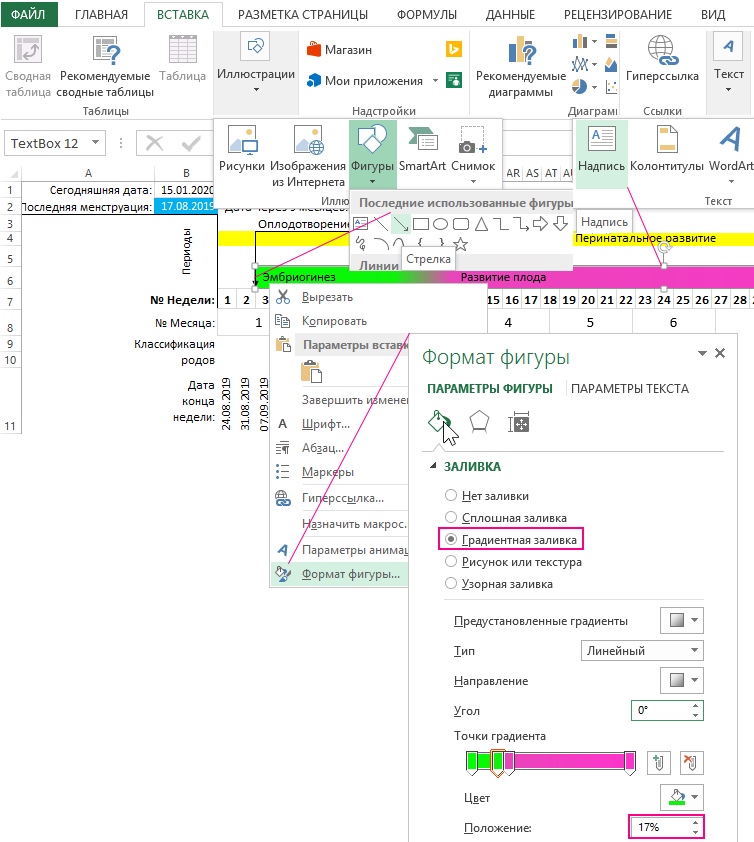 Эмбриональный период на цветовой шкале.